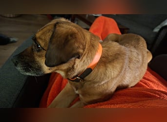 RAYA ❤️ Dackel Mix Herzchen, Pflegefamilie Kranenburg