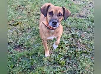 RAYA ❤️ Dackel Mix Herzchen, Pflegefamilie Kranenburg