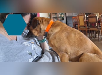 RAYA ❤️ Dackel Mix Herzchen, Pflegefamilie Kranenburg