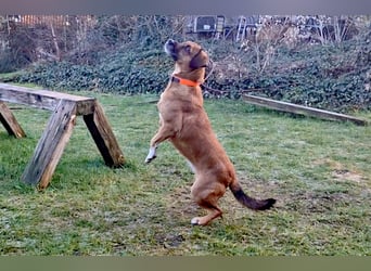 RAYA ❤️ Dackel Mix Herzchen, Pflegefamilie Kranenburg