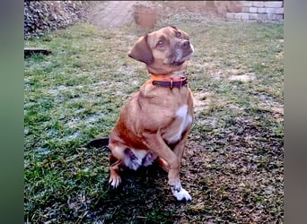 RAYA ❤️ Dackel Mix Herzchen, Pflegefamilie Kranenburg