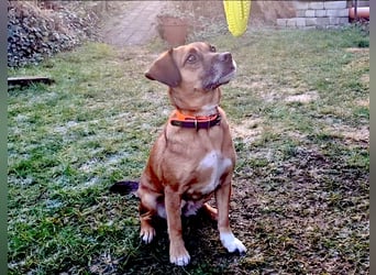 RAYA ❤️ Dackel Mix Herzchen, Pflegefamilie Kranenburg