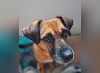 RAYA ❤️ Dackel Mix Herzchen, Pflegefamilie Kranenburg