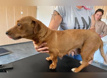 Mona, liebevolle Dackel-Mix Dame sucht tolles Zuhause
