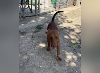 Indie, zarte Dackel Dame sucht….