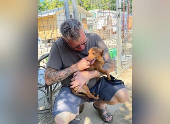 Indie, zarte Dackel Dame sucht….