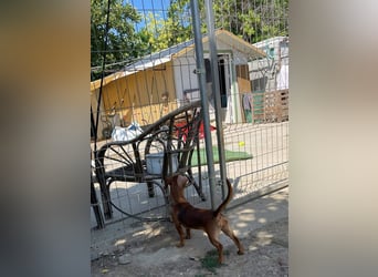Indie, zarte Dackel Dame sucht….