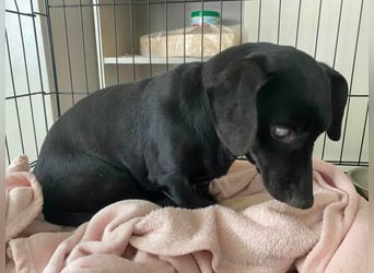 Blacky, kleiner blinder Dackel sucht ruhiges Zuhause