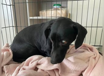 Blacky, kleiner blinder Dackel sucht ruhiges Zuhause