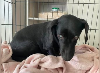 Blacky, kleiner blinder Dackel sucht ruhiges Zuhause