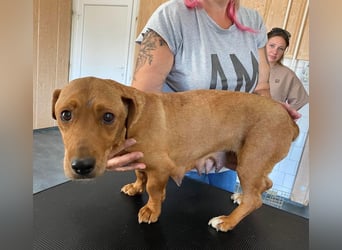 Mona, liebevolle Dackel-Mix Dame sucht tolles Zuhause