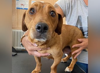 Mona, liebevolle Dackel-Mix Dame sucht tolles Zuhause