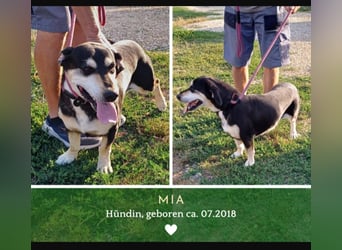 Mia – verschmuste Herzenshündin sucht dich 