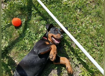 Böbe sucht Spielpartner!