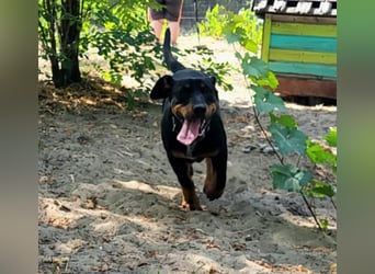 Böbe sucht Spielpartner!