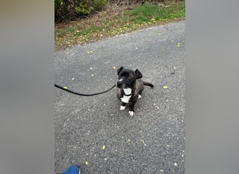Bela – kleiner Kerl, großes Herz ❤️