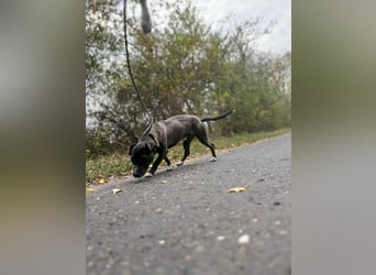 Bela – kleiner Kerl, großes Herz ❤️