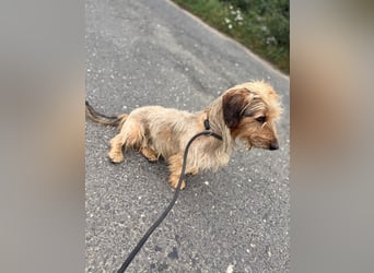 Csömy sucht Menschen mit Herz ❤️