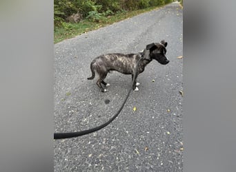 Brutus sucht sein Glück ❤️