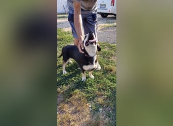 Mia – verschmuste Herzenshündin sucht dich 