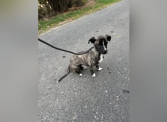 Brutus sucht sein Glück ❤️