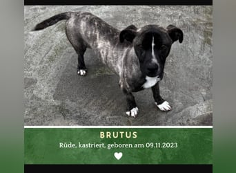 Brutus sucht sein Glück ❤️