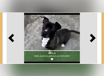 Bela – kleiner Kerl, großes Herz ❤️