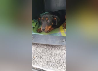 Böbe sucht Spielpartner!