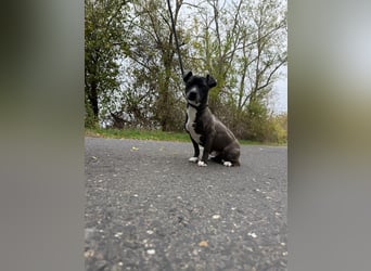 Bela – kleiner Kerl, großes Herz ❤️