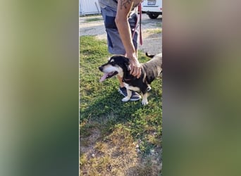 Mia – verschmuste Herzenshündin sucht dich 