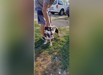 Mia – verschmuste Herzenshündin sucht dich 