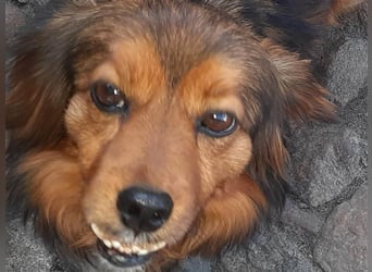 29576 Barum, Finja, die glückliche Hündin