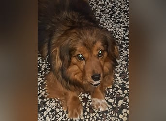 29576 Barum, Finja, die glückliche Hündin