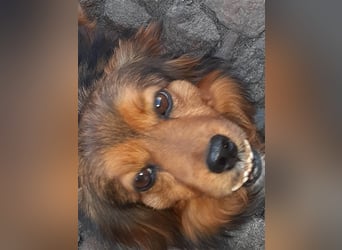 29576 Barum, Finja, die glückliche Hündin