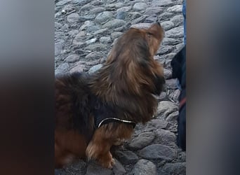 29576 Barum, Finja, die glückliche Hündin