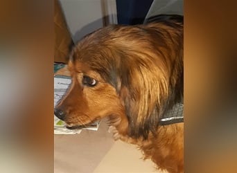 29576 Barum, Finja, die glückliche Hündin