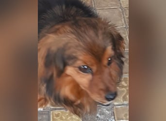 29576 Barum, Finja, die glückliche Hündin