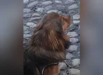 29576 Barum, Finja, die glückliche Hündin