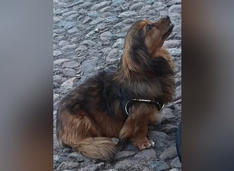 29576 Barum, Finja, die glückliche Hündin