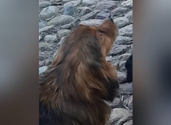 29576 Barum, Finja, die glückliche Hündin