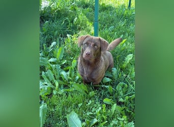 Choko, der Name ist Programm