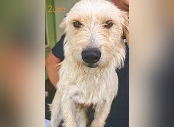 Keks, liebevoller Familienhund