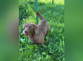 Choko, der Name ist Programm