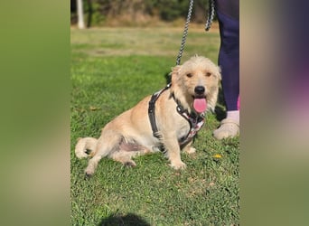 Keks, liebevoller Familienhund