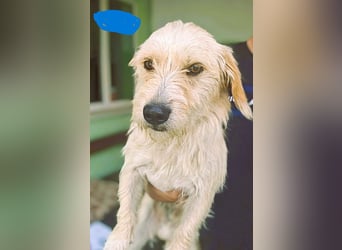 Keks, liebevoller Familienhund