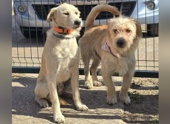 Keks, liebevoller Familienhund