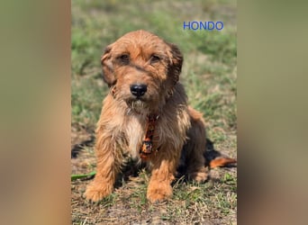 Hondo, kleiner charmanter Rüde Hondo, kleiner charmanter Rüde