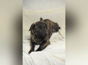 Hulk, kleiner Dackelmischling Pflegefamilie 44359 Dortmund
