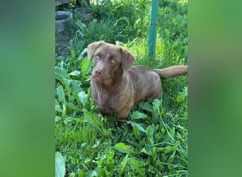 Choko, der Name ist Programm