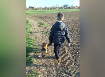 Hulk, kleiner Dackelmischling Pflegefamilie 44359 Dortmund